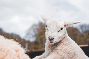 De la ncessit de tondre les moutons